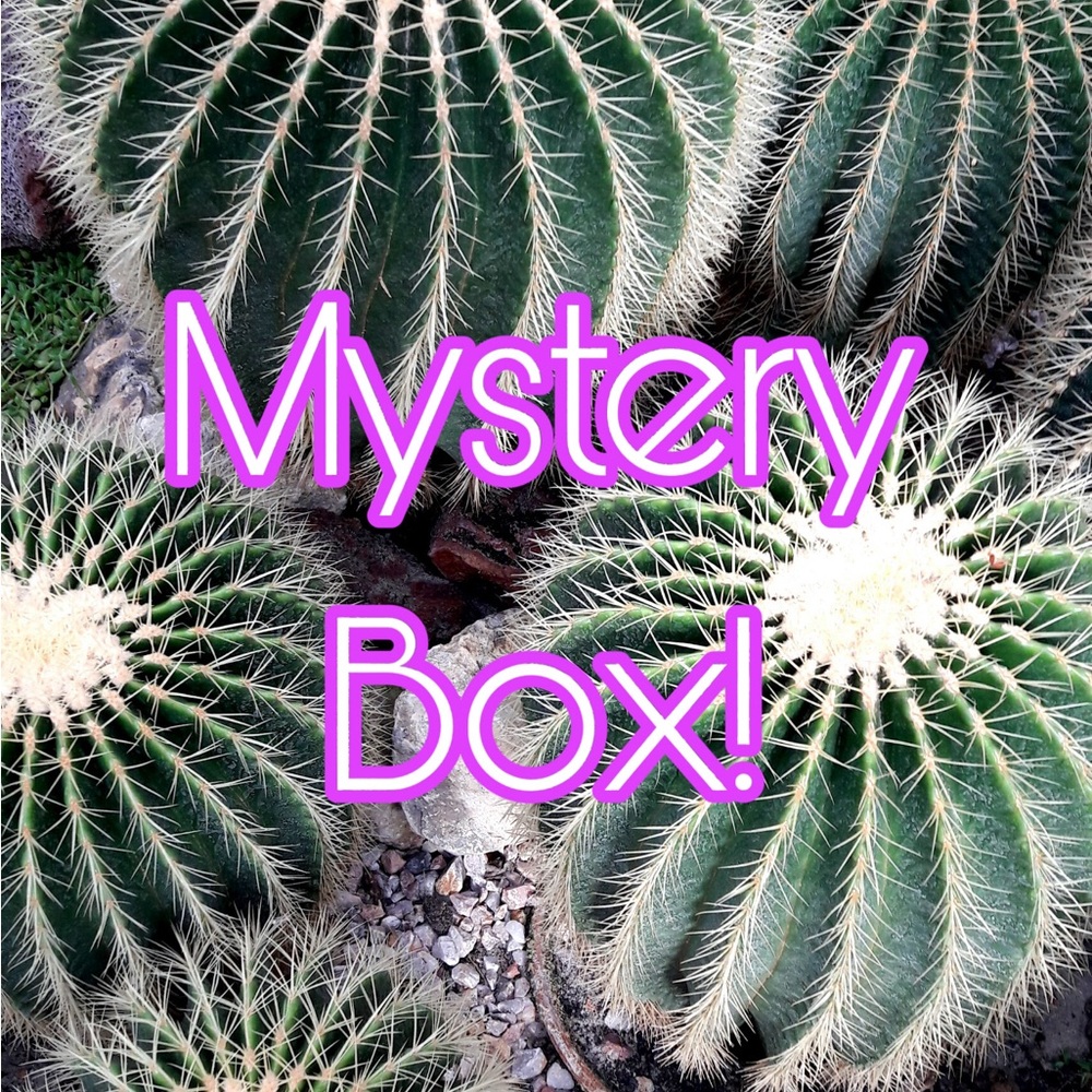 Mystery Box!